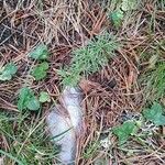 Seseli peucedanoides Hoja
