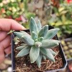 Pachyphytum compactumHostoa