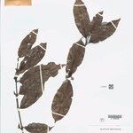 Combretum pyramidatum Leaf