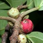 Ficus colubrinae Frukt