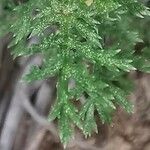 Achillea barrelieri Leaf