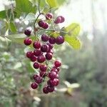 Smilax aspera Fruit