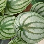 Peperomia argyreia Folha