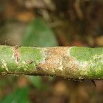 Cnestis corniculata Bark