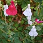 Salvia microphylla 花