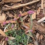 Antennaria parvifolia Цвят