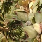 Sempervivum grandiflorum Hoja