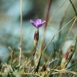 Dianthus subacaulis Flor
