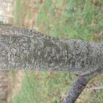 Alnus formosana Bark