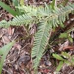 Libocedrus austrocaledonica Staniste