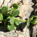 Polycarpon polycarpoides Libunga