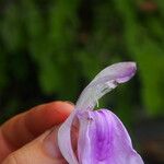 Roscoea purpurea その他の提案