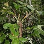 Anthurium subsignatum Costuma