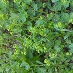 Alchemilla monticola Sonstige