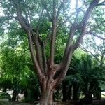 Bursera simaruba ശീലം