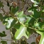 Passiflora manicata Leaf