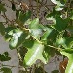 Passiflora manicata Frunză