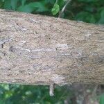 Buddleja saligna Bark