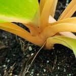 Chlorophytum orchidastrum Bark