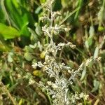 Artemisia maritimaFlower