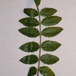 Rhus coriaria Otro