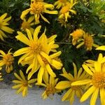 Euryops chrysanthemoides Květ