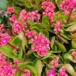 Kalanchoe crenata 整株植物