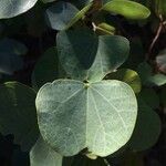 Bauhinia galpinii Leaf