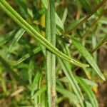 Helianthus angustifolius ᱥᱟᱠᱟᱢ