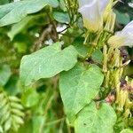 Ipomoea corymbosa Hoja