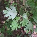 Crataegus marshallii Leaf