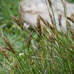 Carex pyrenaica Frutto