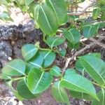 Cryptostegia madagascariensis Leaf