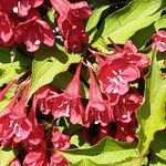 Weigela hortensis Flower