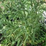 Achillea crithmifolia Folha