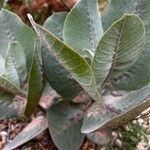 Asclepias latifolia ᱥᱟᱠᱟᱢ