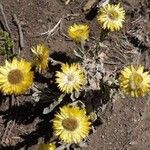 Helichrysum cooperi फूल