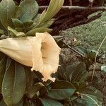 Solandra grandiflora Flor