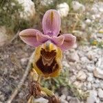 Ophrys tenthredinifera Λουλούδι