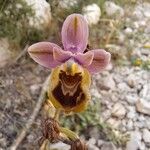 Ophrys tenthredinifera Цвят