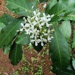 Ixora chinensisFlower