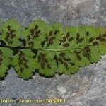 Asplenium hispanicum Habitat