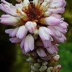 Bistorta officinalis Flower