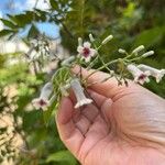 Paederia foetida Virág