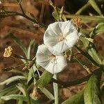 Convolvulus floridus Λουλούδι