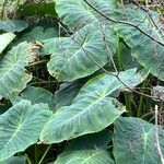 Colocasia esculenta Sonstige