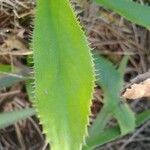 Eryngium elegans Leaf