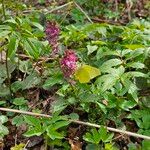 Corydalis cava Blomma