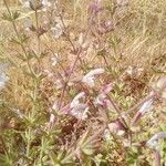 Salvia palaestina Flower