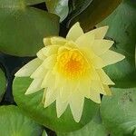 Nymphaea mexicana Flower
